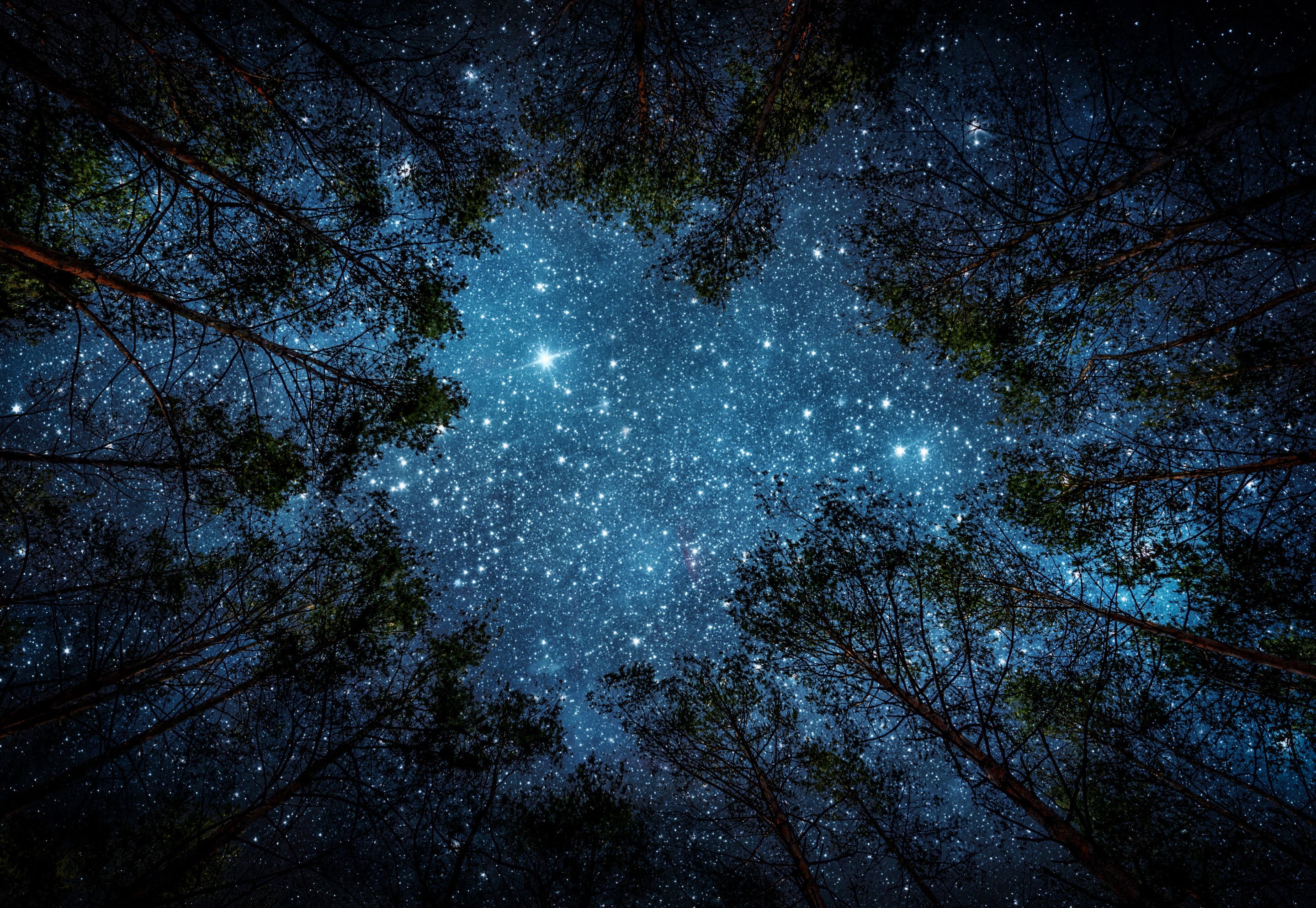 Звездная свет черной. Ночное небо. Звездное небо. Ночное небо со звездами. Звездное небо в лесу.