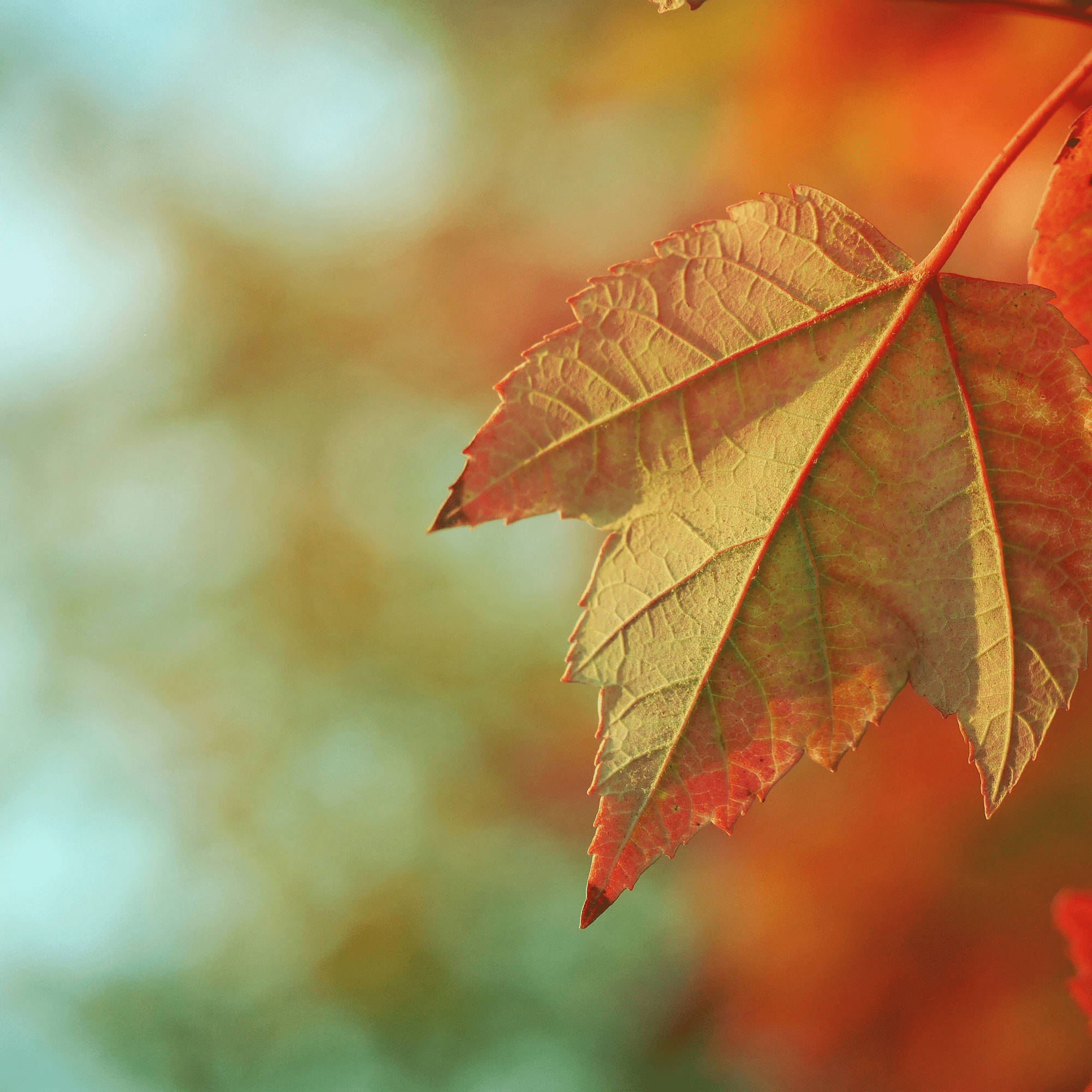 theme3-fall2025