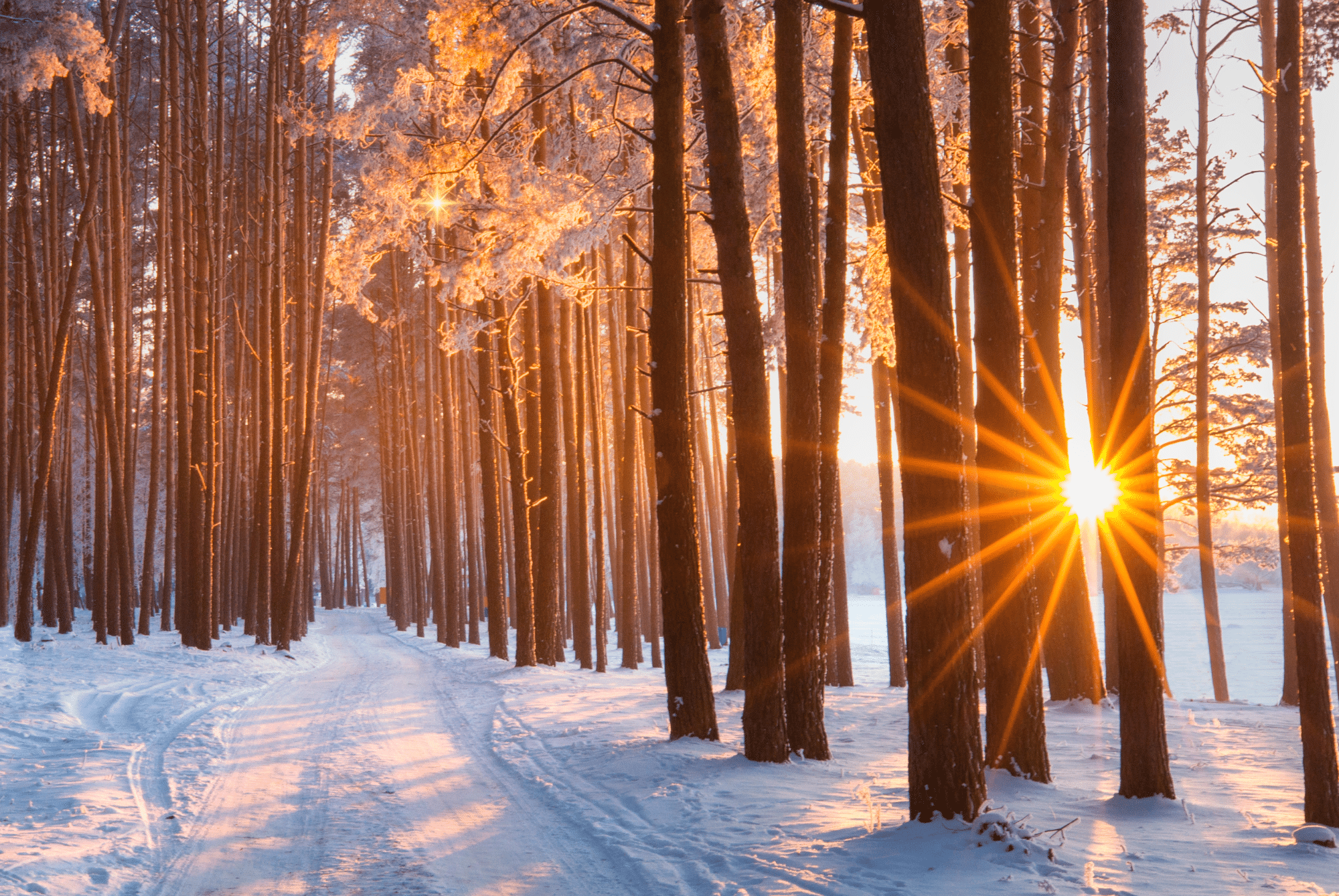pastel pink flowering tree