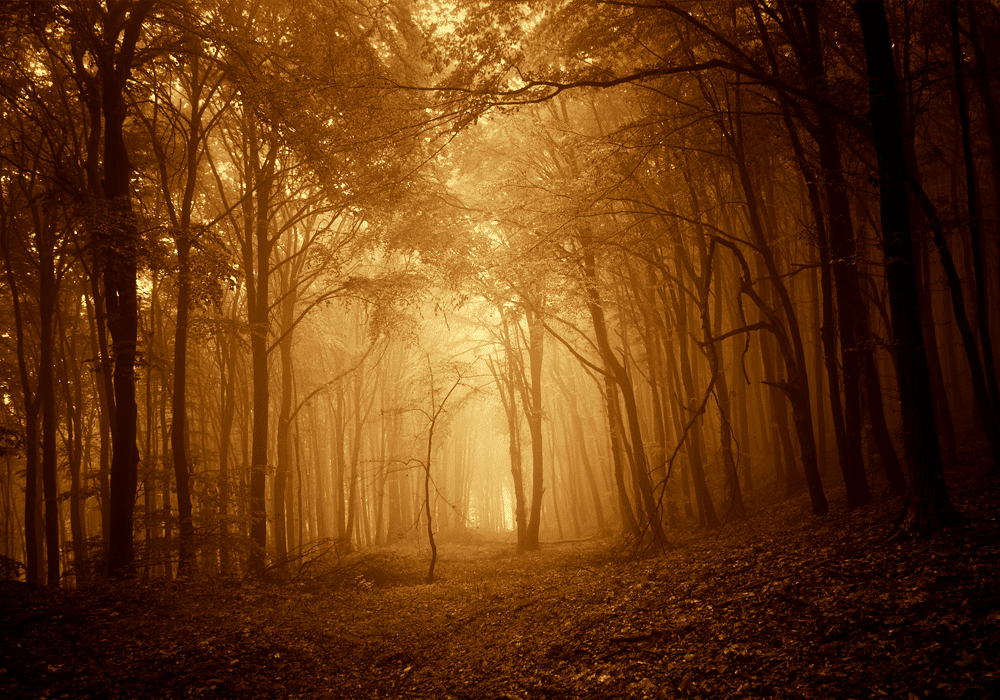 shadowy woods with a light in the center of a pathway