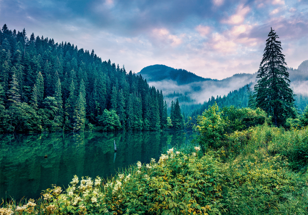 beautiful mountain view of trees and lake