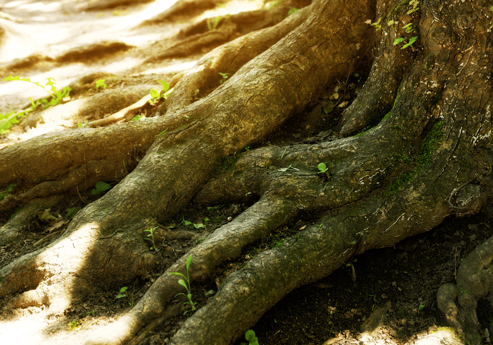 twisting and overlapping tree truck roots